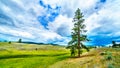 Dark Clouds hanging over Lodgepole Pine trees on the rolling hills in a dry region of the Okanagen along Highway 5A i9n BC