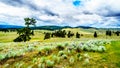 Dark Clouds hanging over Lodgepole Pine trees on the rolling hills in a dry region of the Okanagen along Highway 5A i9n BC