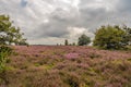 Dark clouds over a Dutch heath landscape Royalty Free Stock Photo