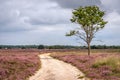 Dark clouds over a heathland landscape Royalty Free Stock Photo