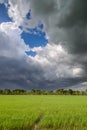 Dark clouds over rice field before rain storm. Royalty Free Stock Photo