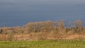dark clouds over a sunny winter marsh landscape in the flemish countryside Royalty Free Stock Photo