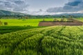 Dark clouds over wheat field