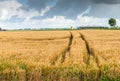 Dark clouds over a wheat field with wheel tracks Royalty Free Stock Photo