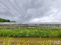 Dark clouds and power lines above Abandoned wooden greenhouse in Nieuwerkerk