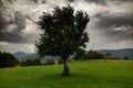 Dark clouds, stormy sky and one tree on a meadow in carpathian mountains, wind, countryside, spruces on hills, beautiful nature, Royalty Free Stock Photo