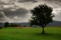 Dark clouds, stormy sky and one tree on a meadow in carpathian mountains, wind, countryside, spruces on hills, beautiful nature, Royalty Free Stock Photo