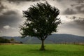 Dark clouds, stormy sky and one tree on a meadow in carpathian mountains, wind, countryside, spruces on hills, beautiful nature, Royalty Free Stock Photo