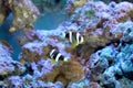 Dark clown fish