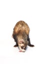 Dark color female ferret in studio on white background Royalty Free Stock Photo