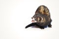 Dark color female ferret in studio on white background Royalty Free Stock Photo