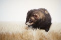 Dark color female ferret in studio on white background Royalty Free Stock Photo