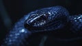 dark color snake face with blur background