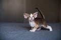 Dark Color Young Oriental Cat is on the Bed Royalty Free Stock Photo