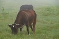 Dark-colored cows graze on the Carpathian meadows of Ukraine. Royalty Free Stock Photo