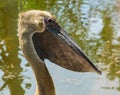 Dark colored great white pelican with its face in closeup, bird pigment variation, water bird specie from Eurasia