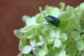 Closeup beetle on hydrangea flowers