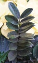 Dark colored leaves of Zamioculcas Zamiifolia Aroid \'Dowon\', also known as ZZ plant Royalty Free Stock Photo