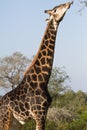 Dark colored male giraffe Giraffa camelopardalis sticking tongue out to eat tree leaves Royalty Free Stock Photo