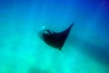 Dark colored manta ray on the ocean floor Royalty Free Stock Photo