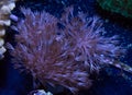 Dark Colored Pulsing Xenia Soft Coral Royalty Free Stock Photo