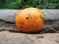 Ripped arecanut fruit Royalty Free Stock Photo