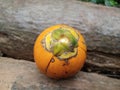 Ripped arecanut fruit Royalty Free Stock Photo