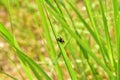 A dark-colored weevil beetle sits on the grass. Royalty Free Stock Photo