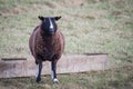 Balwen Welsh Mountain sheep in front of a trough