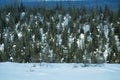 Dark coniferous forests (boreal coniferous forest Royalty Free Stock Photo