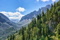 Dark coniferous taiga on mountainside in July Royalty Free Stock Photo