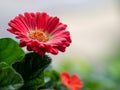 Dark Coral Colored Gerbera Daisy Bloom with a Soft Creamy Backgr