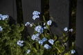 In a dark corner of a Lancashire Garden the Forget-me-nots or Myosotis bloom Royalty Free Stock Photo