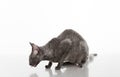 Dark Cornish Rex cat sitting on the white table with reflection. White Background. Looking Down. Open mouth, tongue Out. Royalty Free Stock Photo