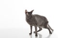 Dark Cornish Rex cat standing on the white table with reflection. White Background. Looking Down. Royalty Free Stock Photo