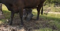 Dark cow milked by hand by a farmer in the yard, sunny day