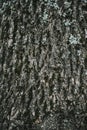 Dark Cracked Tree Bark Texture