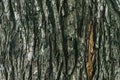 Dark Cracked Tree Bark Texture