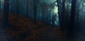 Dark creepy foggy beech forest