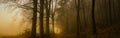 Dark creepy foggy beech forest Royalty Free Stock Photo