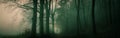 Dark creepy foggy beech forest Royalty Free Stock Photo