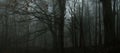 Dark creepy foggy beech forest Royalty Free Stock Photo