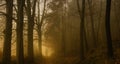 Dark creepy foggy beech forest