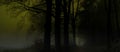 Dark creepy foggy beech forest Royalty Free Stock Photo