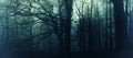 Dark creepy foggy beech forest Royalty Free Stock Photo