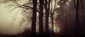 Dark creepy foggy beech forest Royalty Free Stock Photo