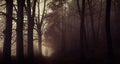 Dark creepy foggy beech forest Royalty Free Stock Photo