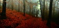 Dark creepy foggy beech forest