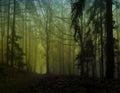 Dark creepy foggy forest