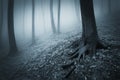 Dark creepy forest with fog and trees with big roots Royalty Free Stock Photo